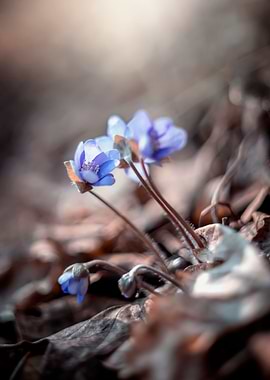 Purple flowering hepaticas