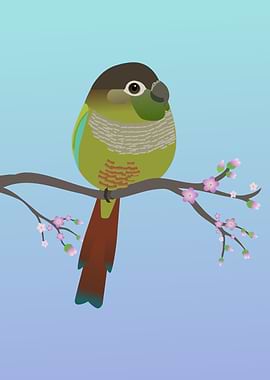 Cute green cheek conure