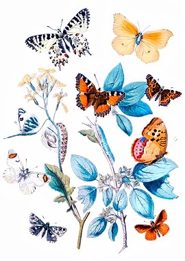 European Butterflies