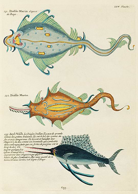 Colorful and Surreal Fish