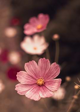 Pink flowers, macro,meadow
