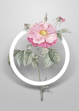 Speckled Provins Rose Art