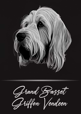 Grand Basset Griffon GBGV