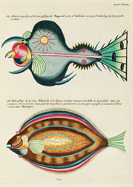 Colorful and Surreal Fish