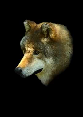 Wolf portrait