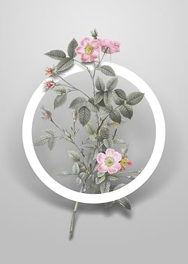 Pink Pompon Rose Flower