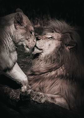 Lion and Lioness