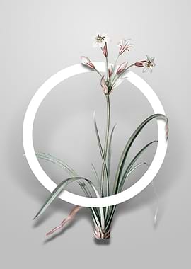 Crytanthus Vittatus Flower