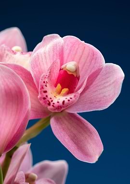 Orchid flower details