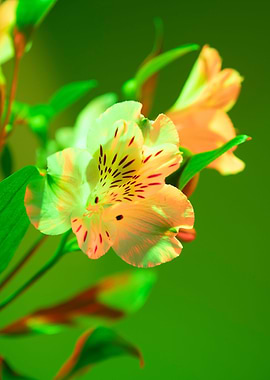 flower green background