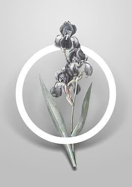 Dalmatian Iris Flower Art