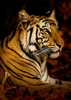 I Too Dream I am a tiger