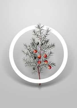 Common Juniper Flower Art