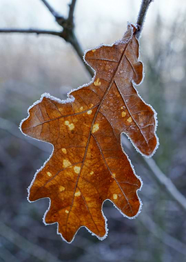 Winter leaf
