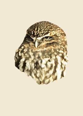 Little owl