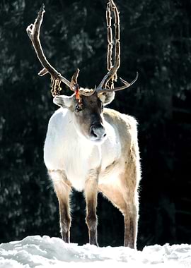 White Tail