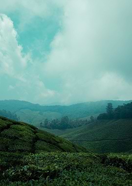 tea plantation