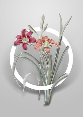 Orange Day Lily Flower Art