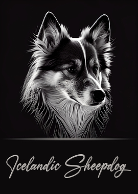 Icelandic Sheepdog