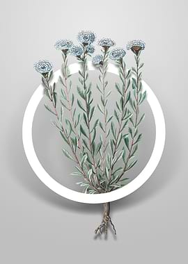 Globe Daisies Flower Art