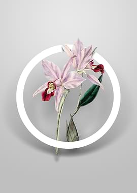 Two Edged Laelia Flower