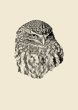 Little owl