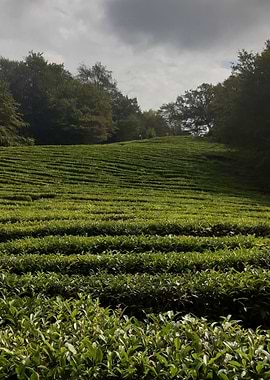 tea plantation