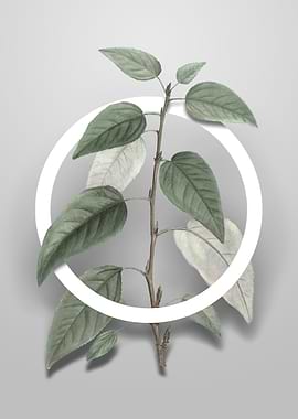 Balsam Poplar Leaves Art