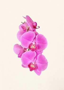 Orchid Flowers Print