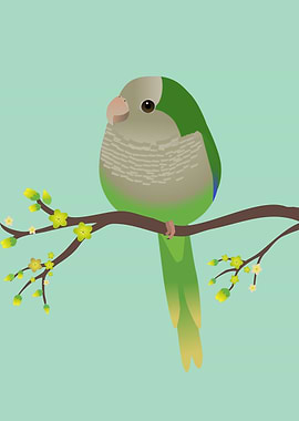 Cute quaker parrot