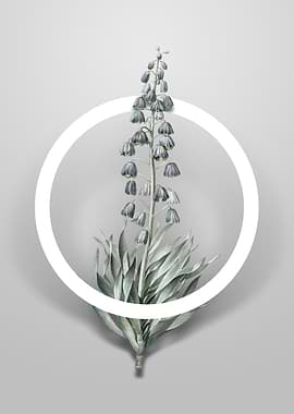 Persian Lily Flower Circle