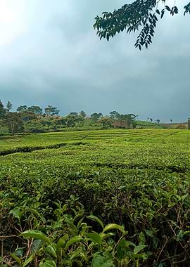 tea plantation
