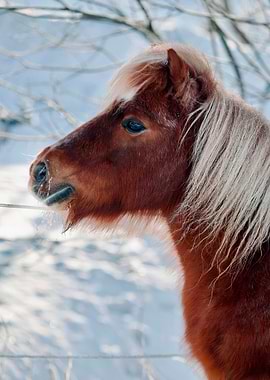 Shetland Pony