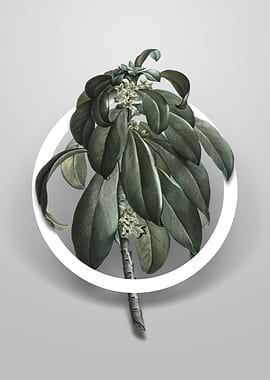 Spurge Laurel Weeds Flower