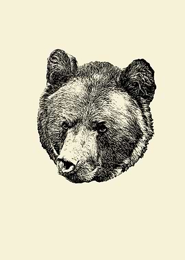 Brown bear portrait