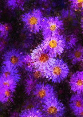 Italian Aster