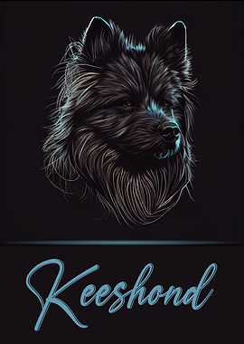Keeshond Portrait