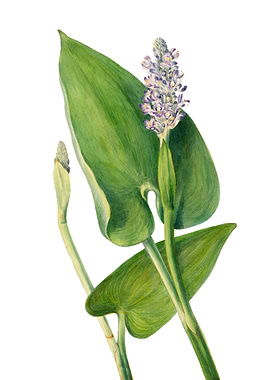 Pickerelweed