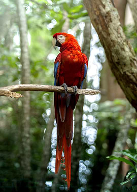 Red Parrot