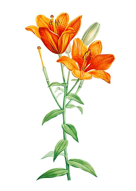 Orange Lily