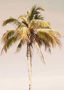 Palm Tree Beach Dream 2