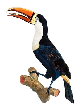 Yellow Necklace Toucan