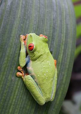 Tropical Rainforest Frog