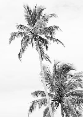 Floridian Palms BW 1