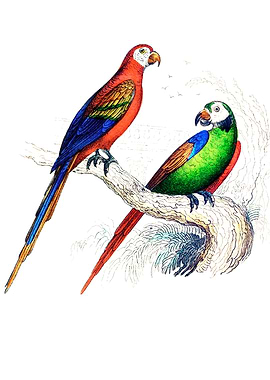 Scarlet and Green Macaw
