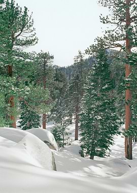 Palm Springs Forest 35mm