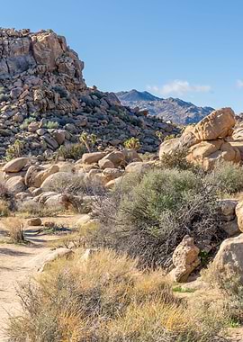 Joshua Tree National Park