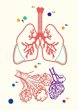 Lungs and alveoli