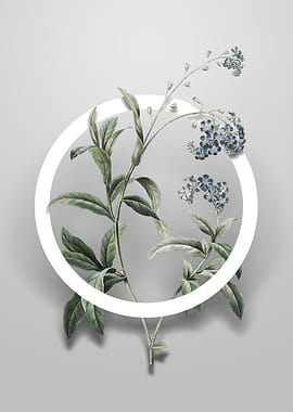 Water Forget Me Not Flower