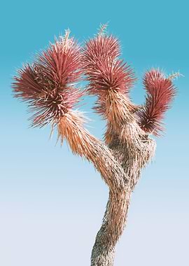 Joshua Tree Park Colorful